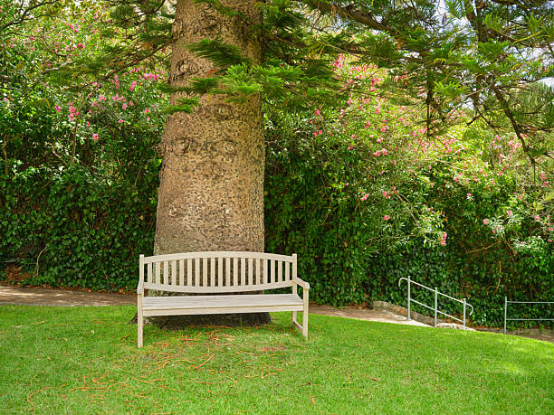 wooden bench in the garden on green grass in sunny day
