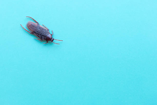 A bark beetle (Dorcus parallelipipedus), also known as the dwarf stag beetle, on patio tiles