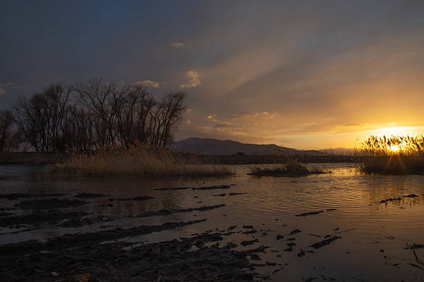 Sunset over Utah Lake with trees, reeds, and glowing reflections in Spanish Fork, Utah, United States