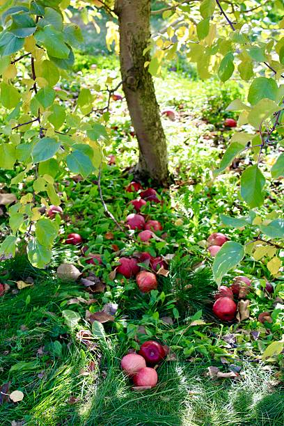 istock Red apples scattered beneath a lush green tree 2228715112
