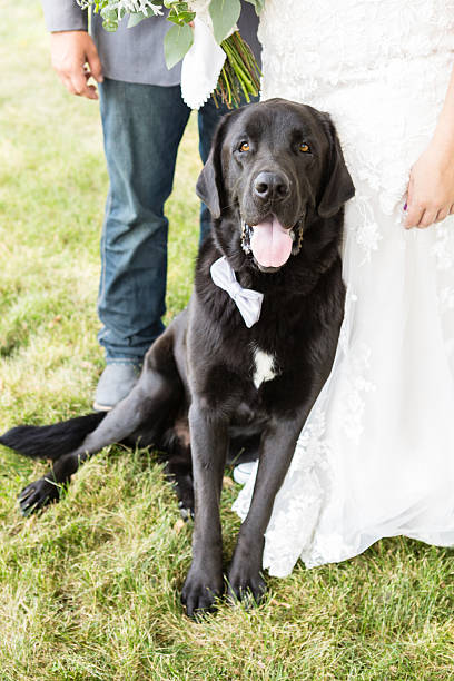 istock Bow-tied wedding pup poses with bride and groom 2228716028