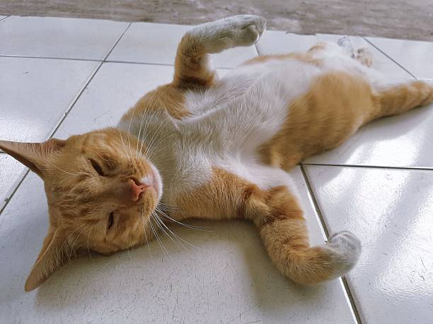 An orange cat is lying on the floor with a funny expression