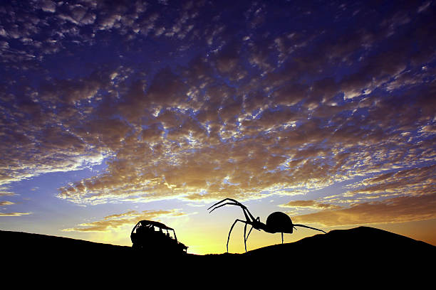 Iona National Park, Moçâmedes Desert, Namibe Desert, Namibe Province, Angola: the Welwitschia mirabilis, often dubbed a \