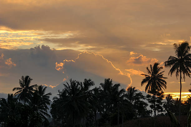 Silhouettes of tropical coconut palm trees against a dramatic golden sunset sky, perfect for nature, summer, and travel themes.