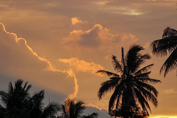 Tropic trees and cloudy sky background.Palawan Island - Philippines.