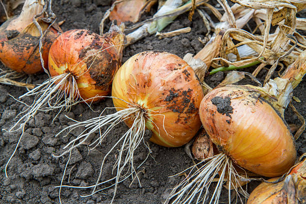 istock Freshly dug large onions in the vegetable garden. 2228726009