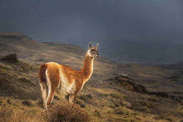 istock Patagonia Guanaco 2228727309
