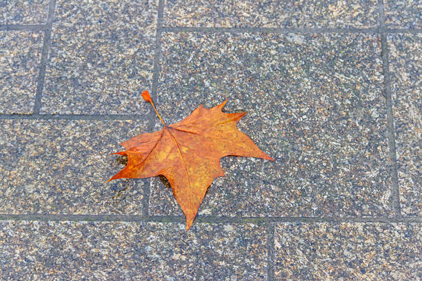 Autumn yellow leaf fall on wet rainy pavement