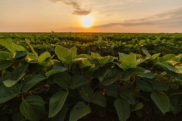 istock Soybean and wheat fields at summer season. 2228728034