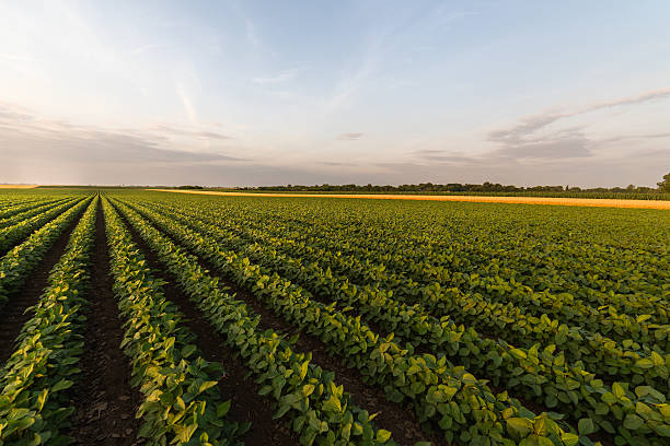 istock Soybean and wheat fields at summer season. 2228728040