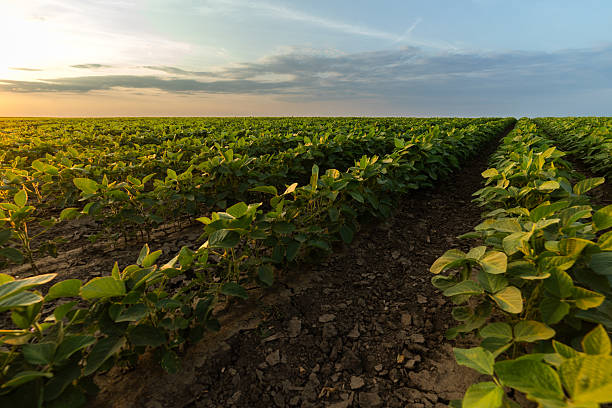 istock Soybean and wheat fields at summer season. 2228728042