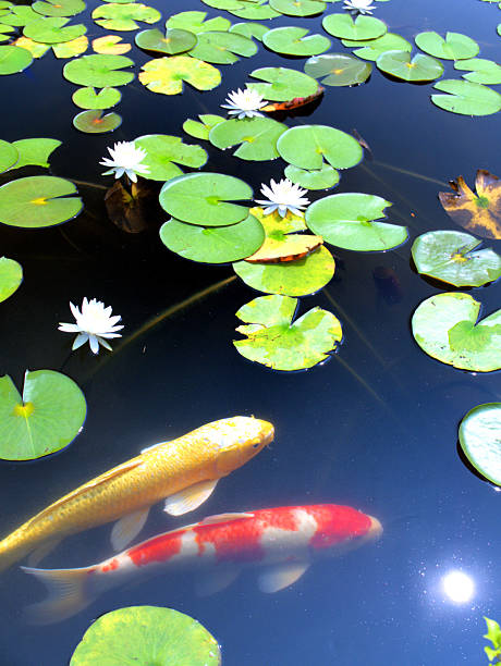 istock Water lilies and two koi carp 2228729364