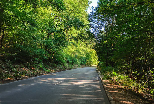 A narrow road winds through a dense deciduous forest, with towering trees creating a natural canopy overhead and dappled sunlight creating intricate shadow patterns across the asphalt surface.