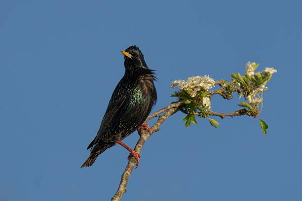 istock Starling on Flowering Branch Against Blue Sky 2228729843