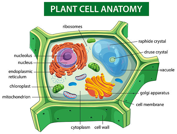 istock Detailed Plant Cell Anatomy Illustration 2228729941