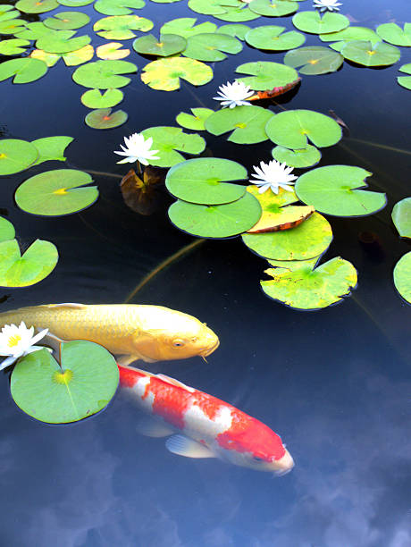 istock Water lilies and two koi carp 2228730257