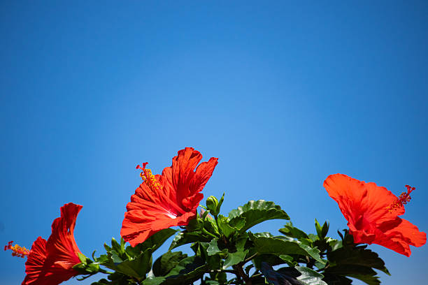 istock Hibiscus in the blue sky 2228730506