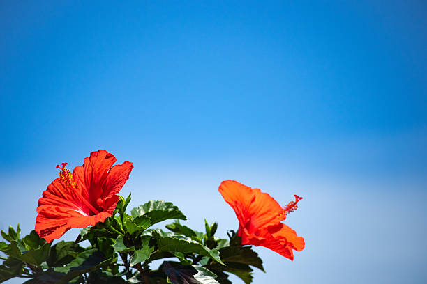 Hibiscus in the blue sky