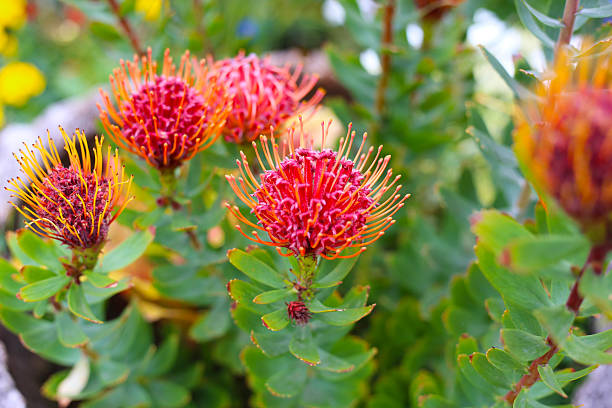 istock Bright red and orange pincushion flowers blooming 2228730725