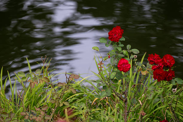 Vibrant red roses stand out against a backdrop of green leaves and tall grass near the edge of a gently rippling body of water. The serene setting and rich floral color create a peaceful, romantic mood in nature.