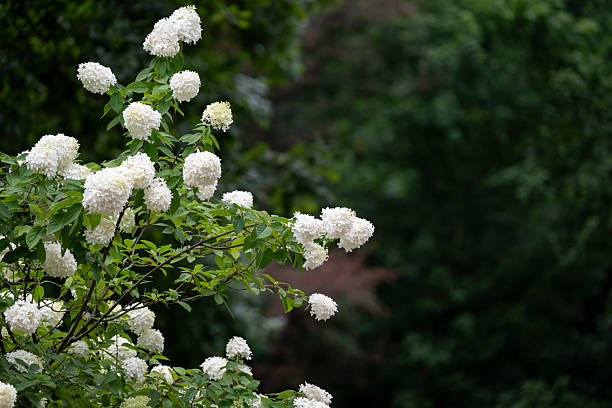 Large clusters of white hydrangea flowers bloom abundantly among lush green leaves in a summer garden. The fluffy, rounded blossoms create a soft, elegant contrast against the deep green background, evoking freshness and seasonal beauty.