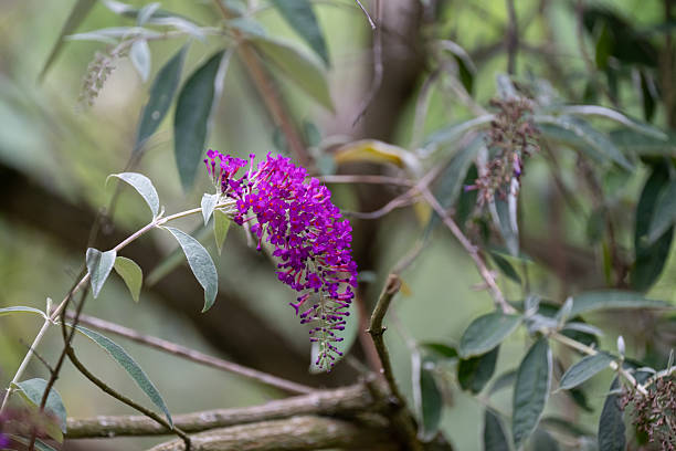 A selective focus shot of a honey bee collecting pollen on blooming purple Buddleja