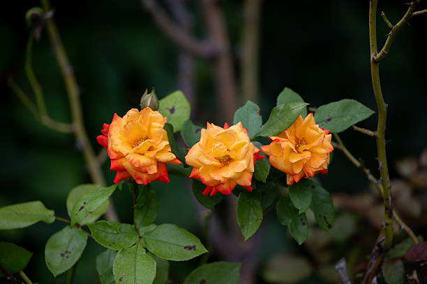 Three vibrant orange roses with red-tipped petals bloom side by side against a dark green background. The delicate flowers stand out vividly among the lush leaves, creating a harmonious and natural composition that evokes tranquility and beauty.
