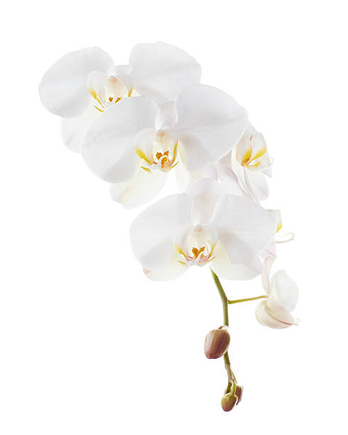 istock White Phalaenopsis Orchid, Moth Orchids isolated on white background, with clipping path 2228731281