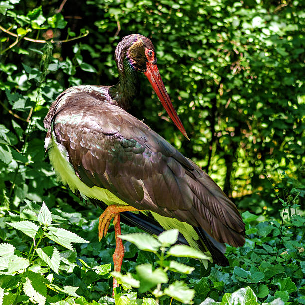 istock Black stork, Ciconia nigra in a german nature park 2228734348