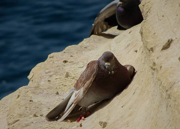 Pigeon is resting on the rock near the sea