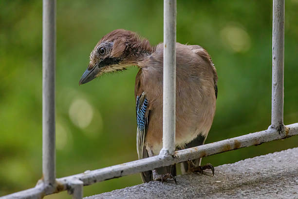 Close-up of eurasian jay perching, wildlife animals