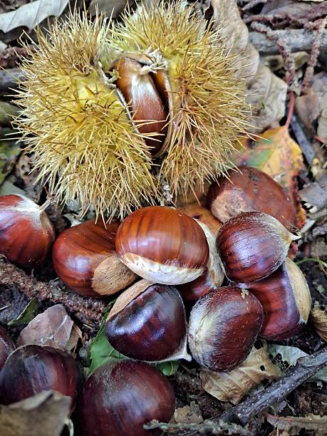istock Brown ripe chestnuts and green cupule, shell, forest ground, close up, autumn 2228737529