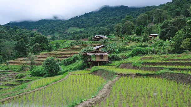 istock Rice terraces and wooden hut on cloudy day 2228738250