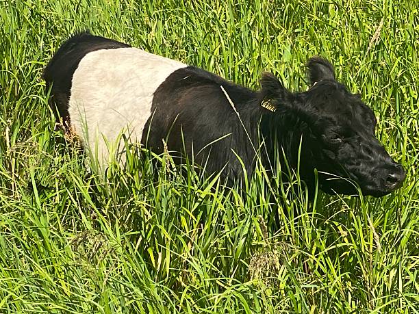 Belted galloway cattle communicating with it`s ears - annoyed with the flies.