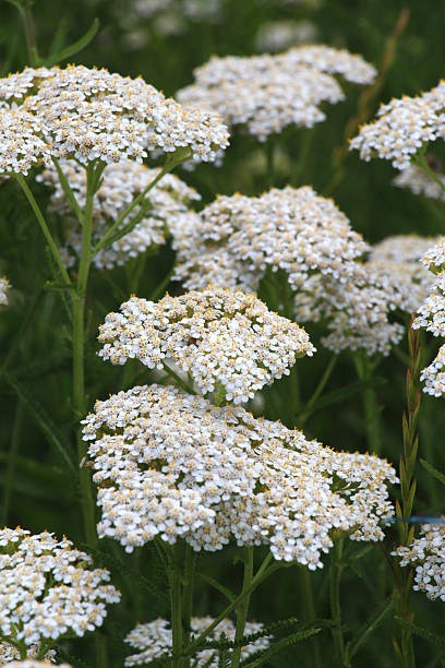 istock Yarrow (Achillea) blooms nature in the grass 2228740367