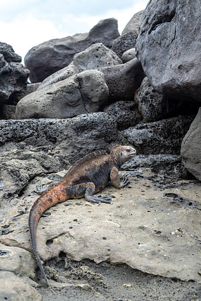 istock Marine iguana resting on rocks at Playa Loberia 2228742236