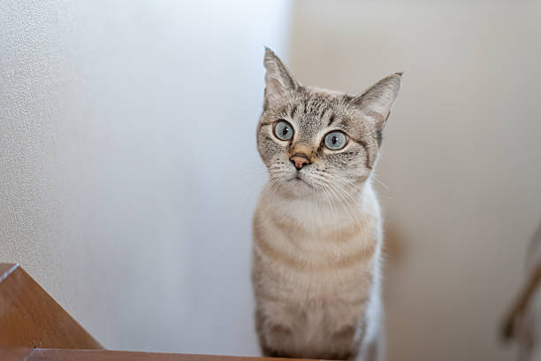 Cute cat climbing the stairs: Siamese tabby cat