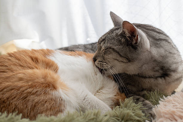 istock Two cute cats grooming themselves by the window 2228743758
