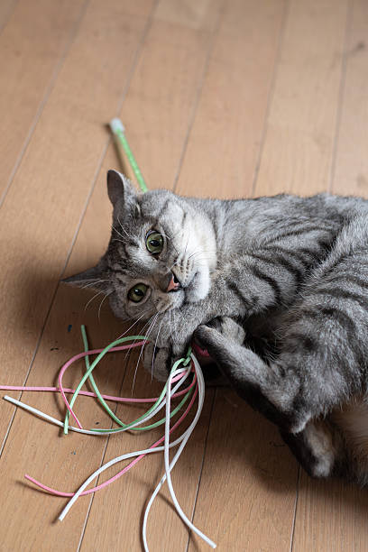 istock Cute cat playing with a toy 2228743864
