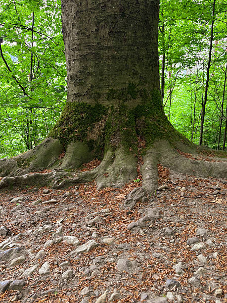The powerful and beautiful root system of trees, gracefully intertwined in the ground, symbolizing the strength and sustainability of nature.