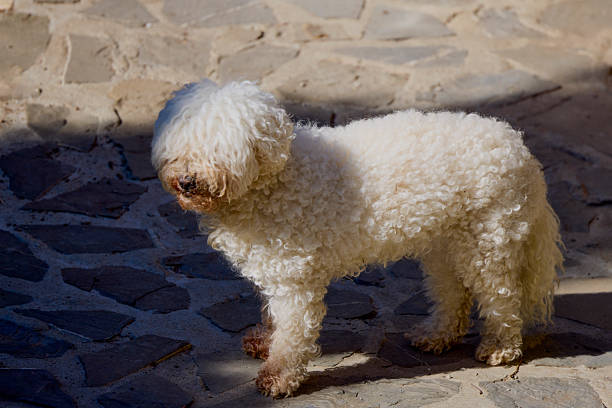 a beautiful bichon dog sitting in the sun