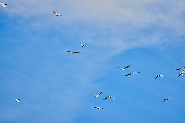 seagulls flying in the blue sky