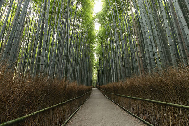 istock Empty path through Arashiyama Bamboo Forest in Kyoto during early morning, tall bamboo stalks forming a natural tunnel 2228745731