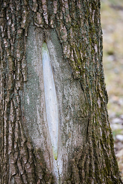 istock image of the texture of a tree bark 2228746160
