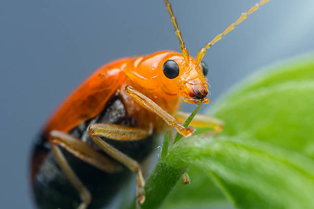 istock Aulacophora indica, cucurbit beetle eating a green leaf 2228747140