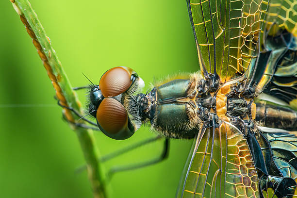 Extreme close-up of a dragonfly resting on a blade of grass, showcasing its large compound eyes, intricate wing structure, and hairy body against a vibrant green background