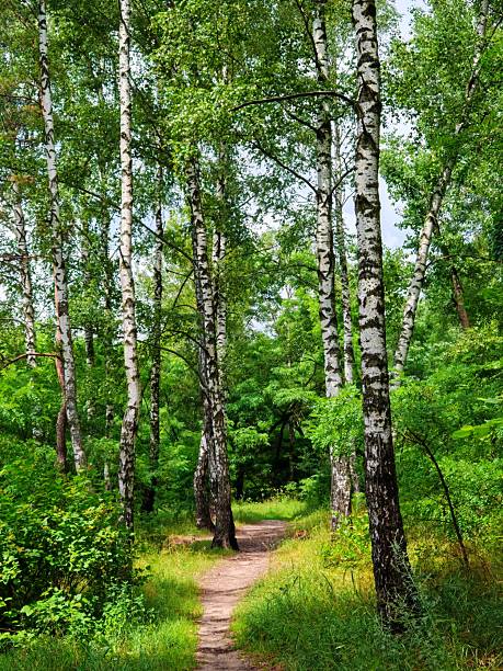 istock beautiful summer landscape with the birches forest 2228747484