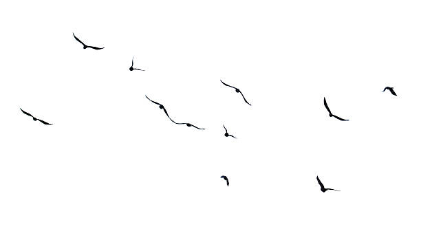 istock A flock of birds flying in the sky 2228747751