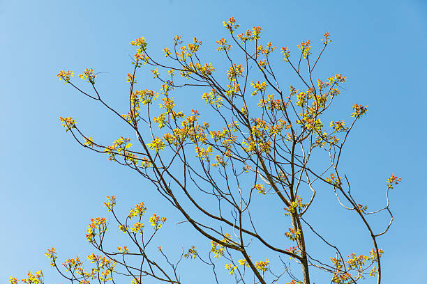 istock A tree with leaves is in the sky 2228747810