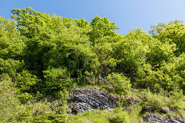 A lush green forest with a rocky hillside. The trees are tall and leafy, and the sky is clear and blue. Concept of tranquility and natural beauty